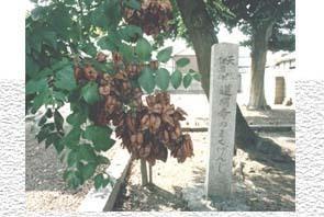 道明寺天満宮の西の宮にあるもくげんじ