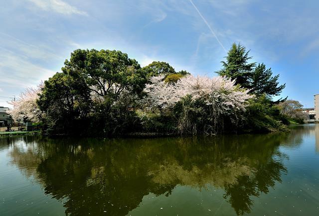 飛行機雲がかかり、桜が満開の野中宮山古墳の写真