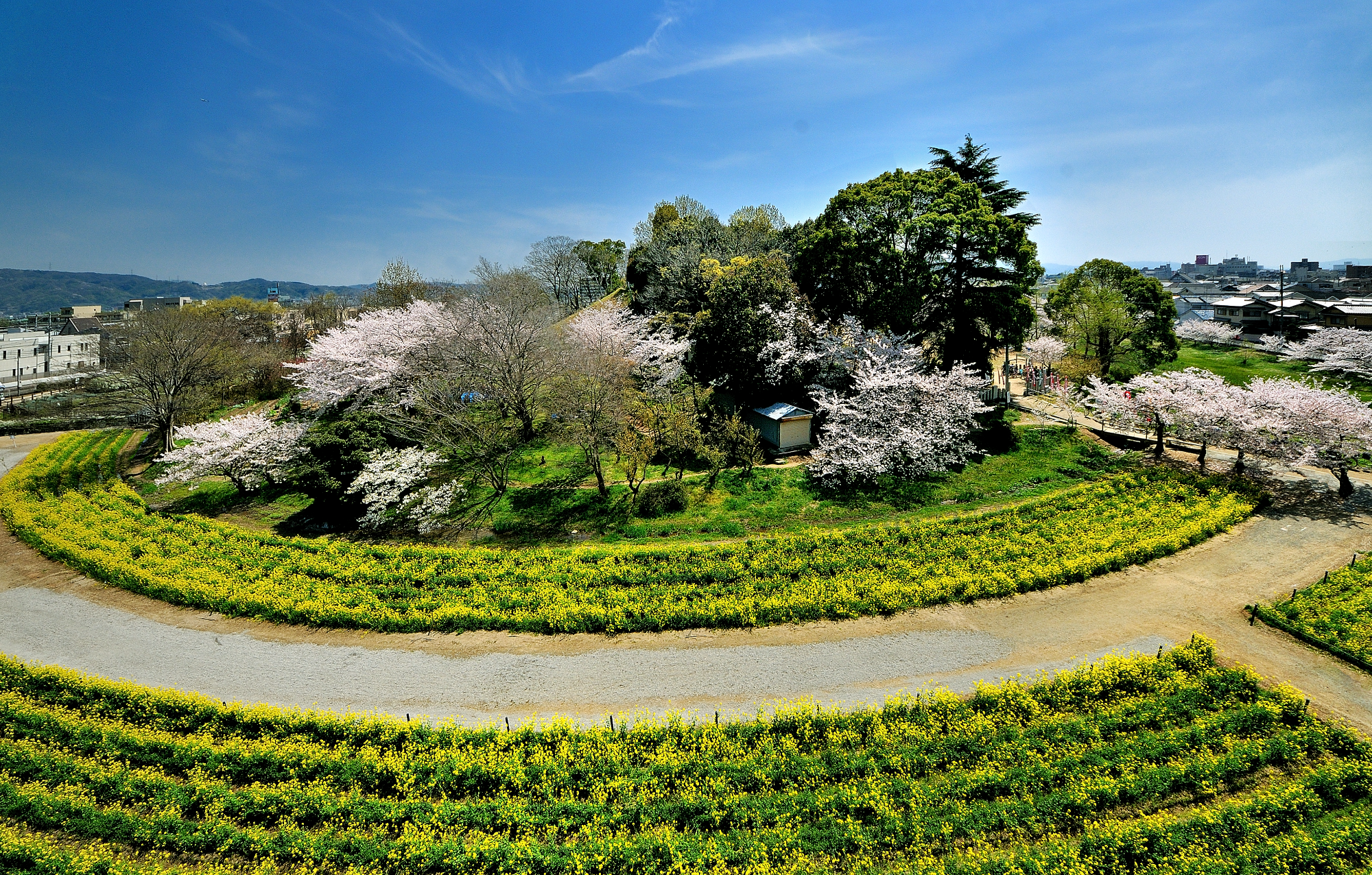 城山古墳春