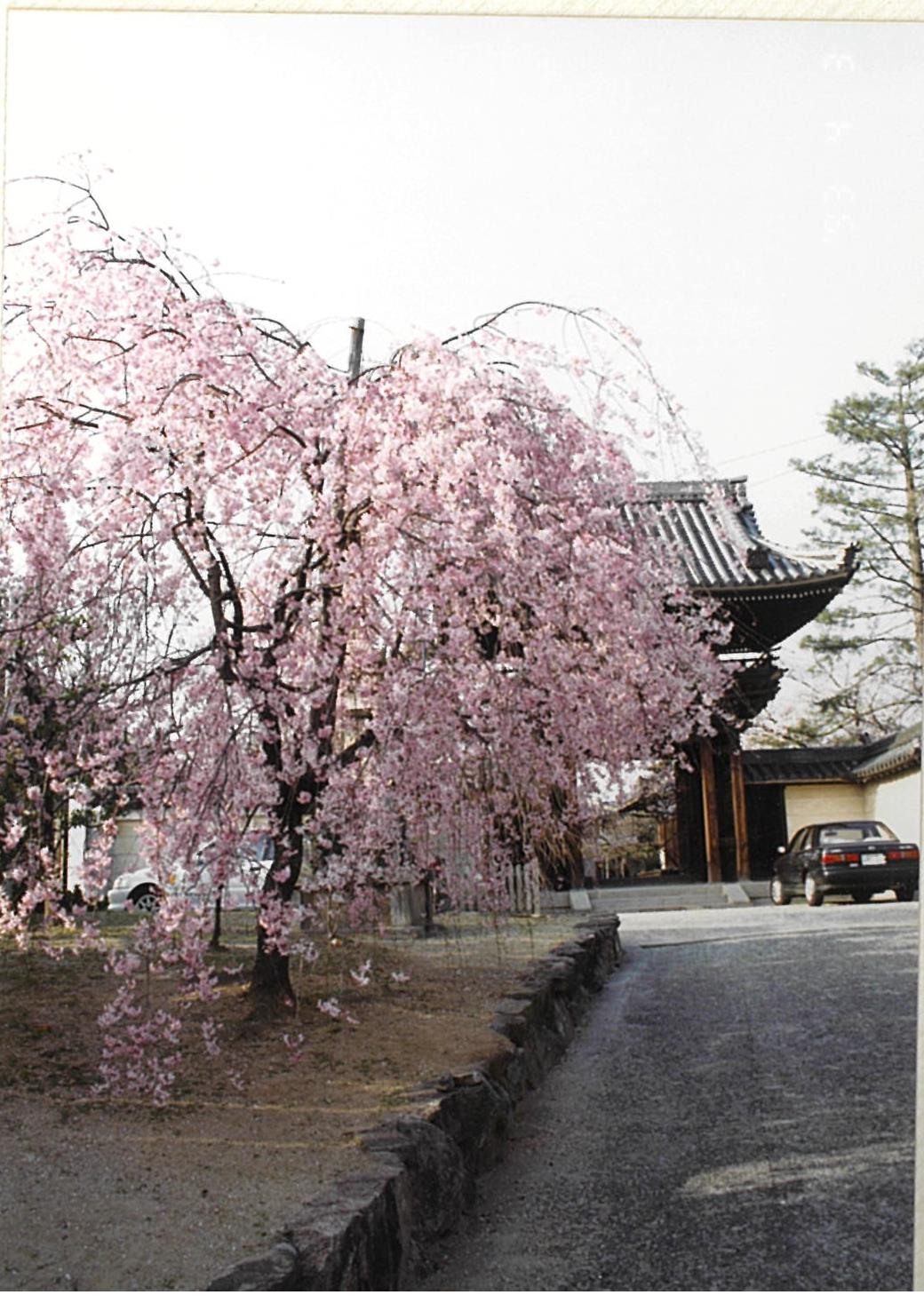 道明寺