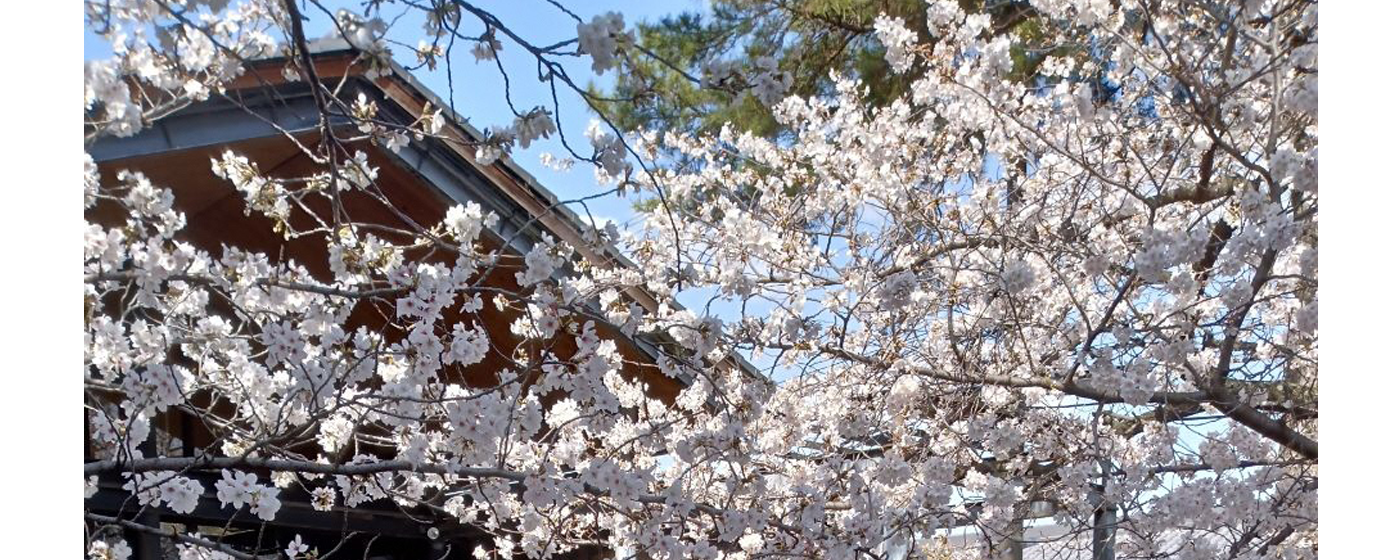 桜と青空の写真