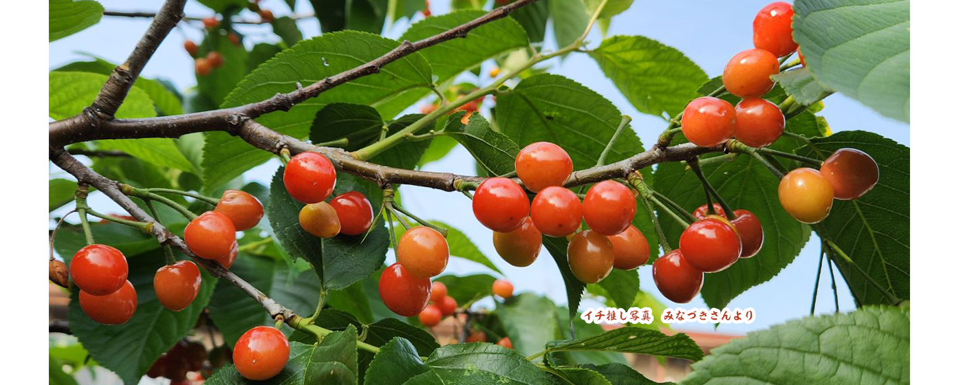 サクランボがなっている木のアップの写真