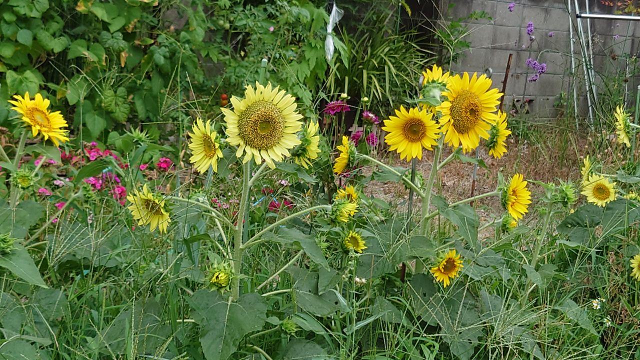 お庭のひまわりが咲く写真