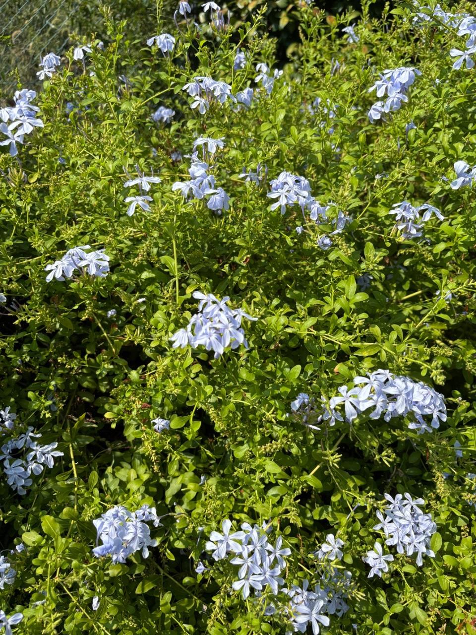 水色の花の写真