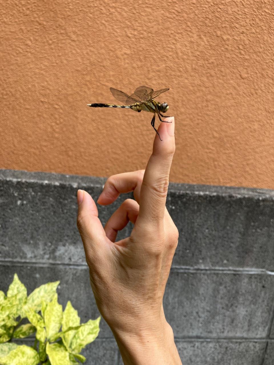 とんぼが指にとまっている写真