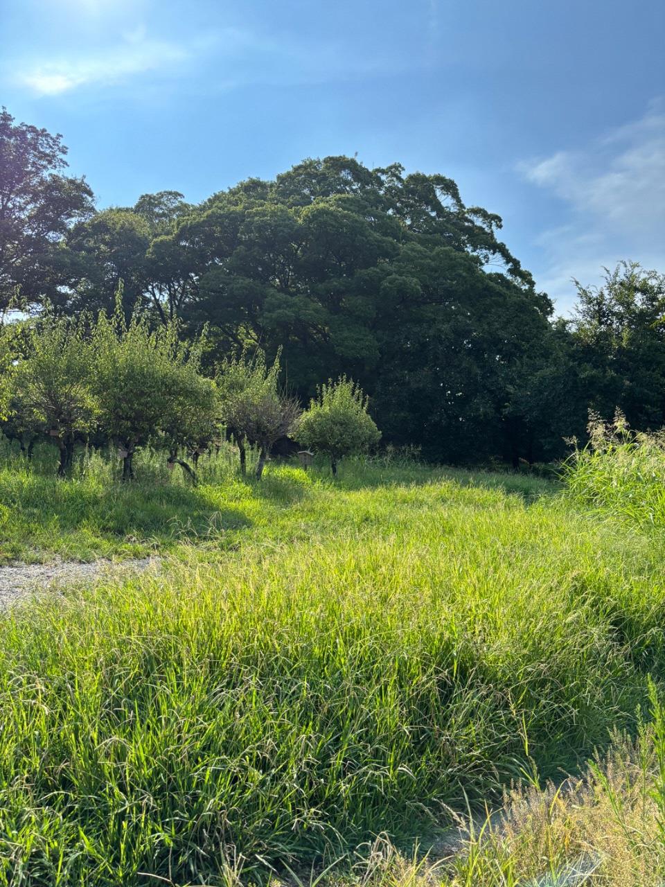 城山古墳の写真