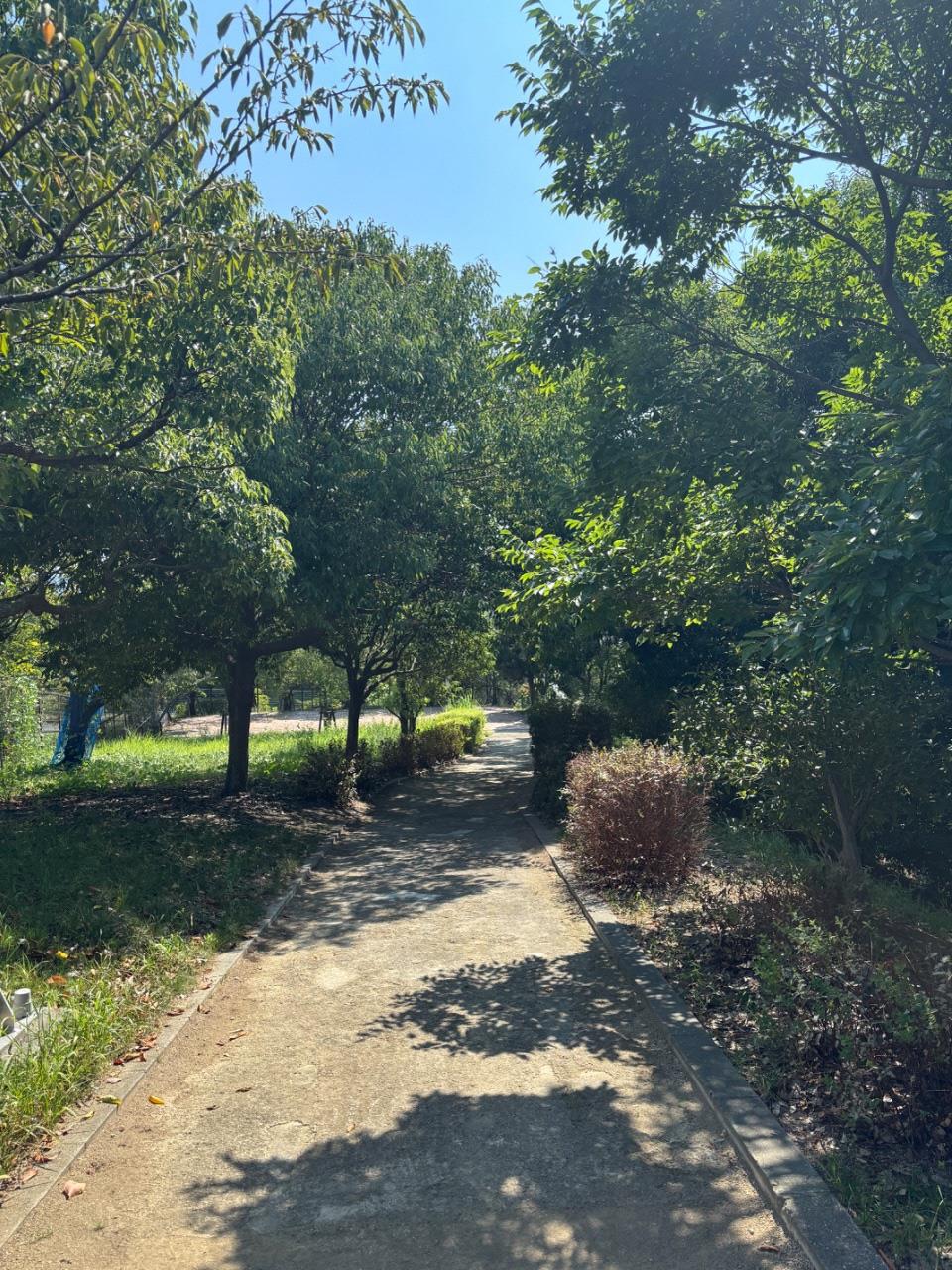 大井地区の道の写真