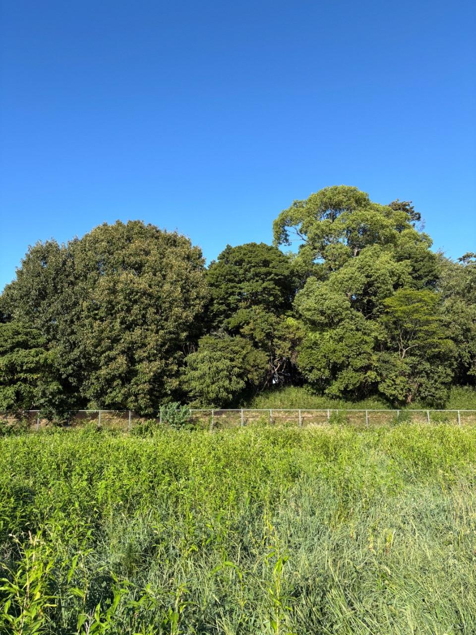 野中にある古墳の写真