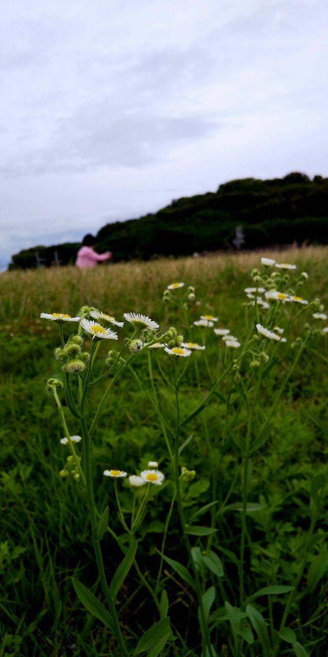 鍋塚古墳の花と蝶の写真