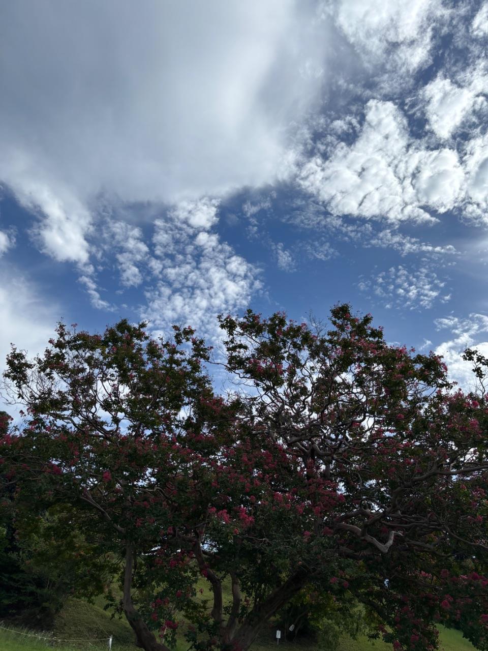 古室山の草木の写真