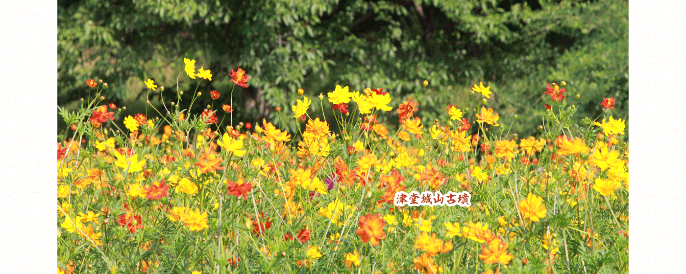 ビタミンカラーの花が咲き誇る津堂城山古墳