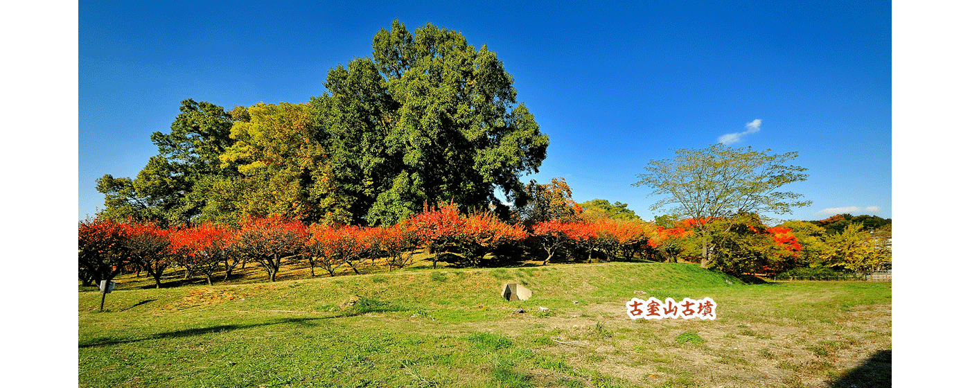青空の下、オレンジ色に紅葉した木が美しい古室山古墳