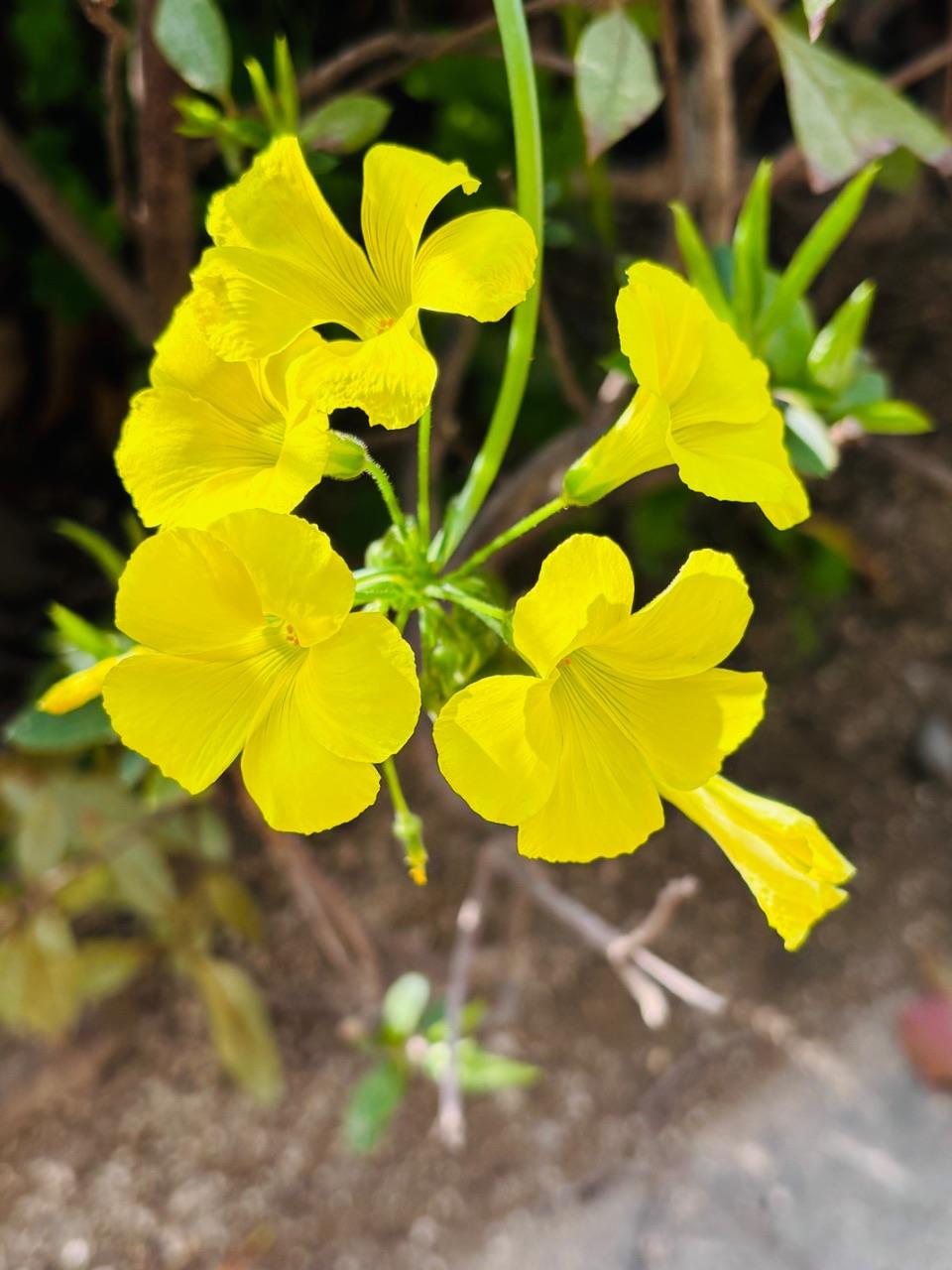 黄色いお花の写真
