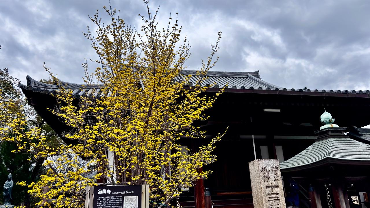 綺麗なお寺とお花の写真