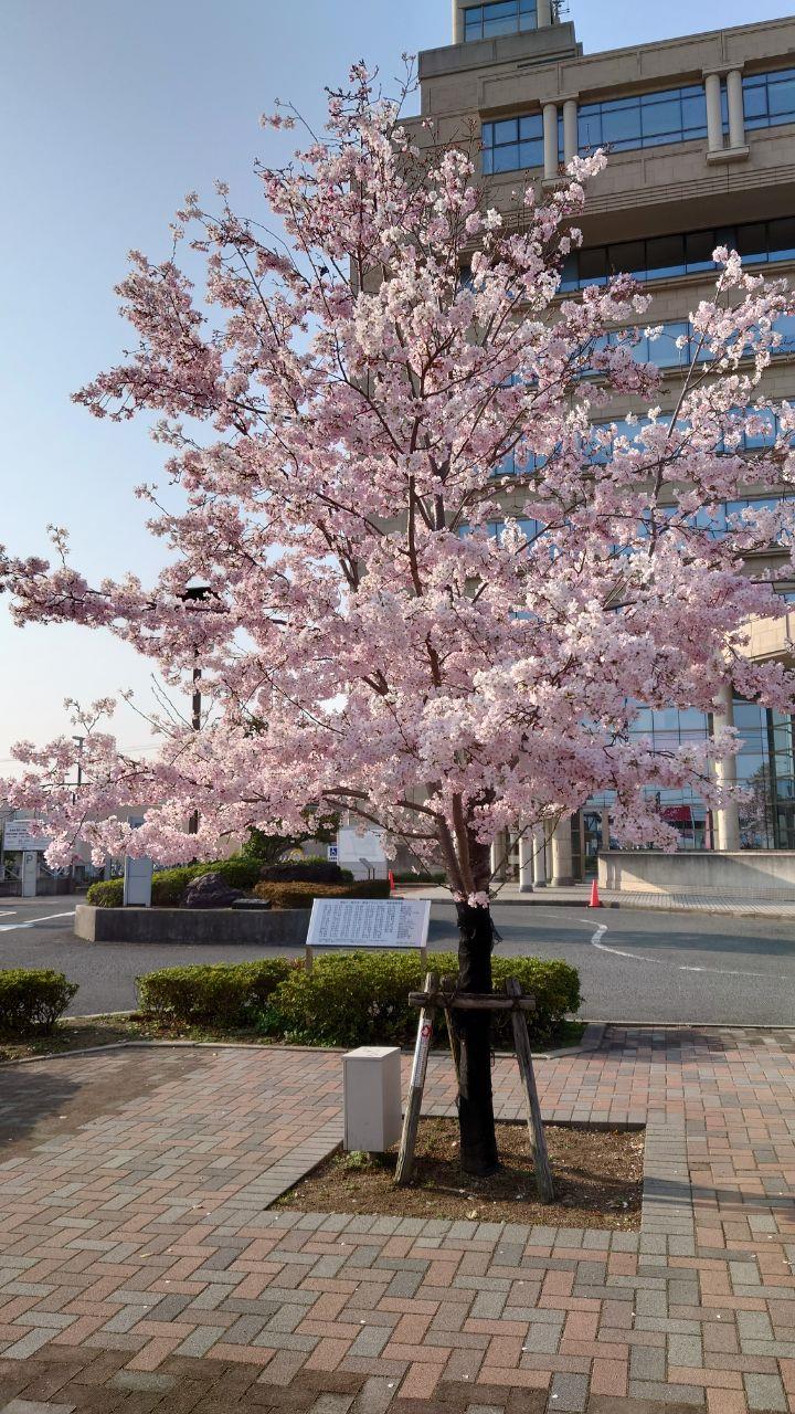 市役所前の桜