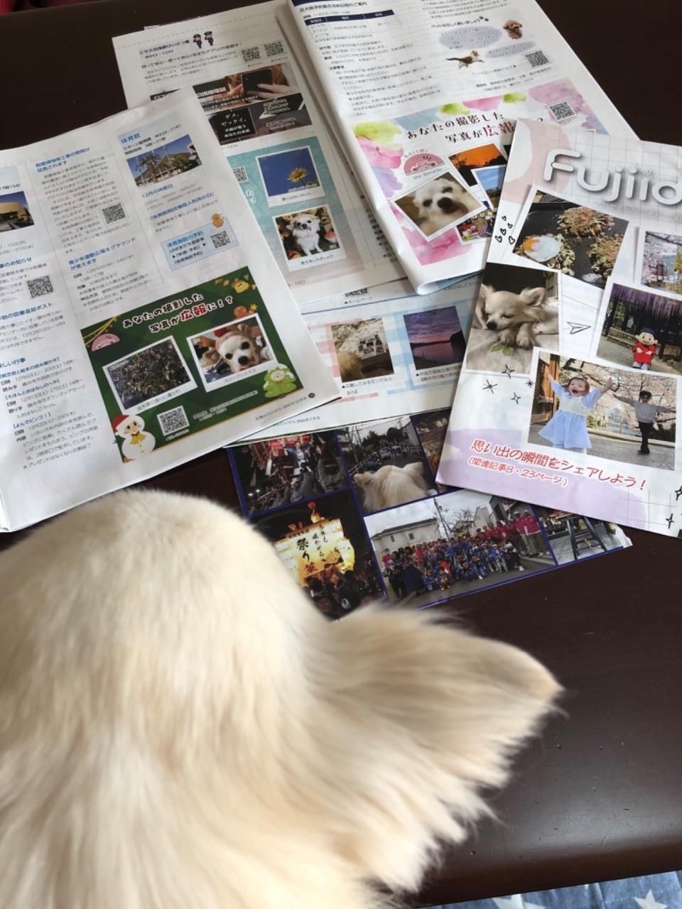 イチオシ写真掲載広報を見つめる犬