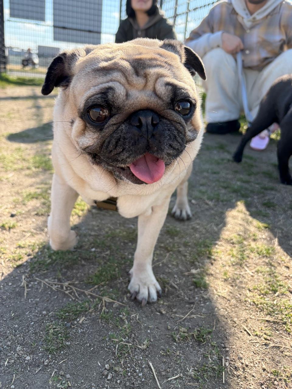 かわいい犬のアップの写真