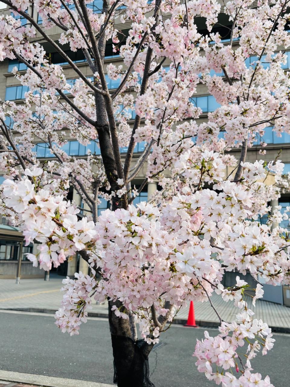 市役所の桜2