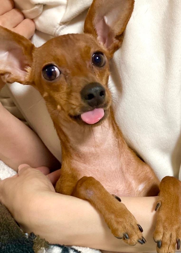舌を出した犬の写真