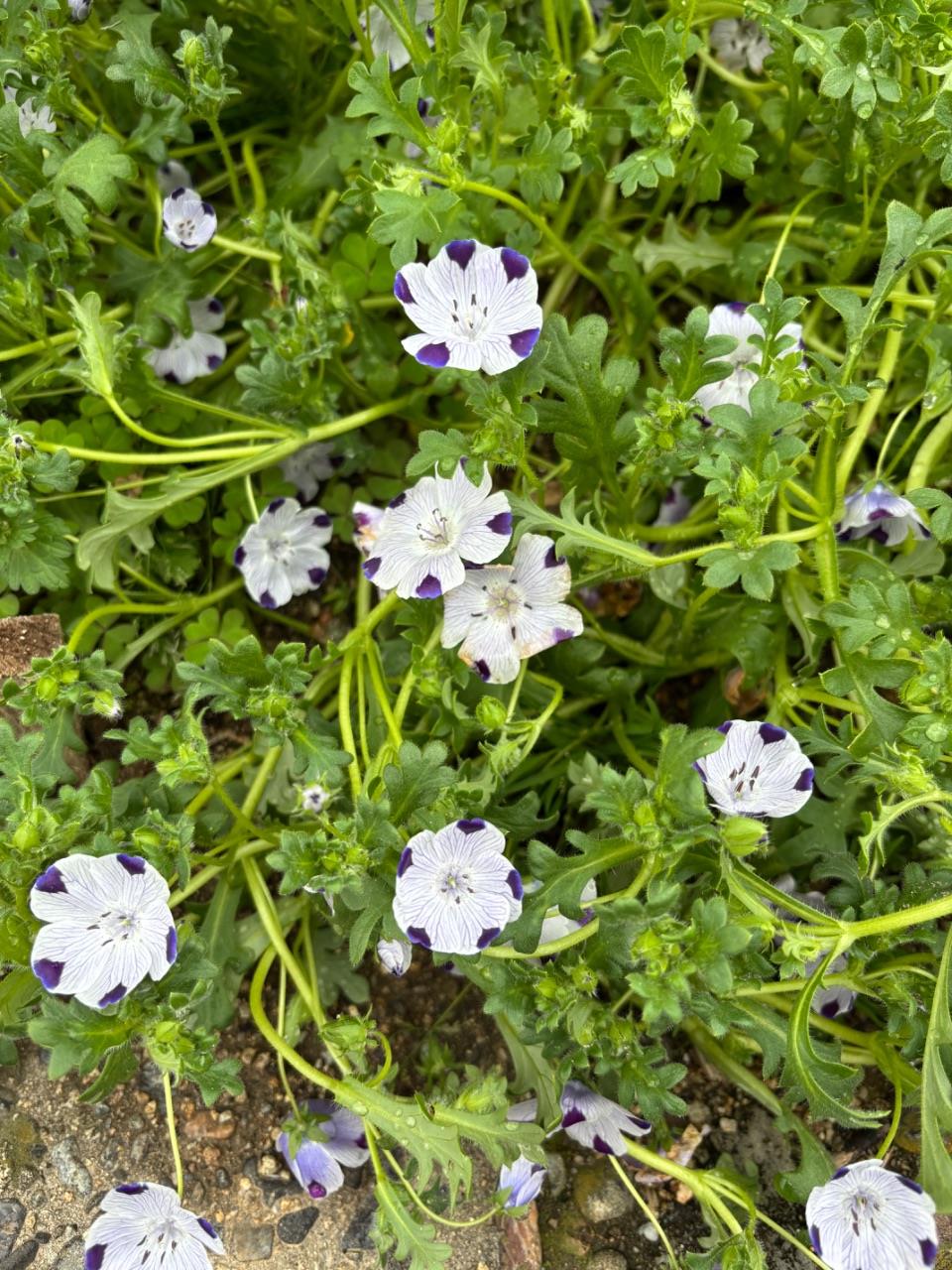 お花のアップの写真