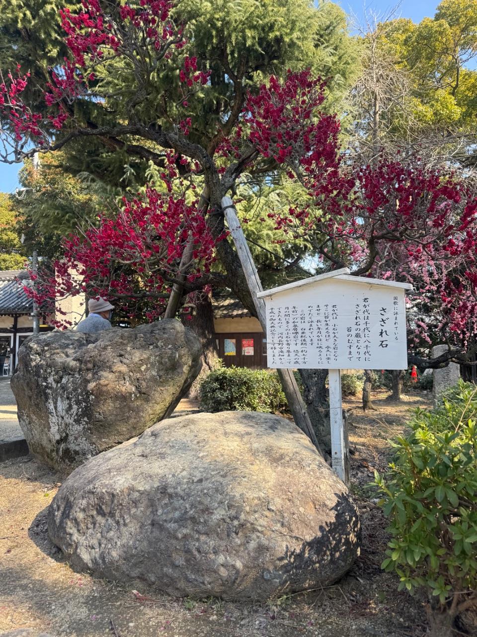 梅とさざれ石
