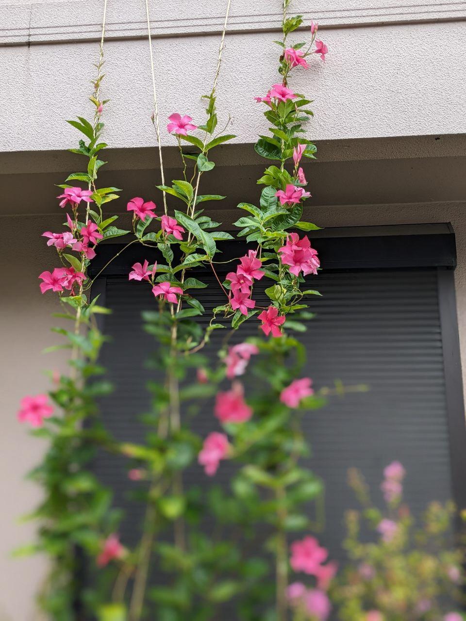 マンデビラの花カーテンの写真