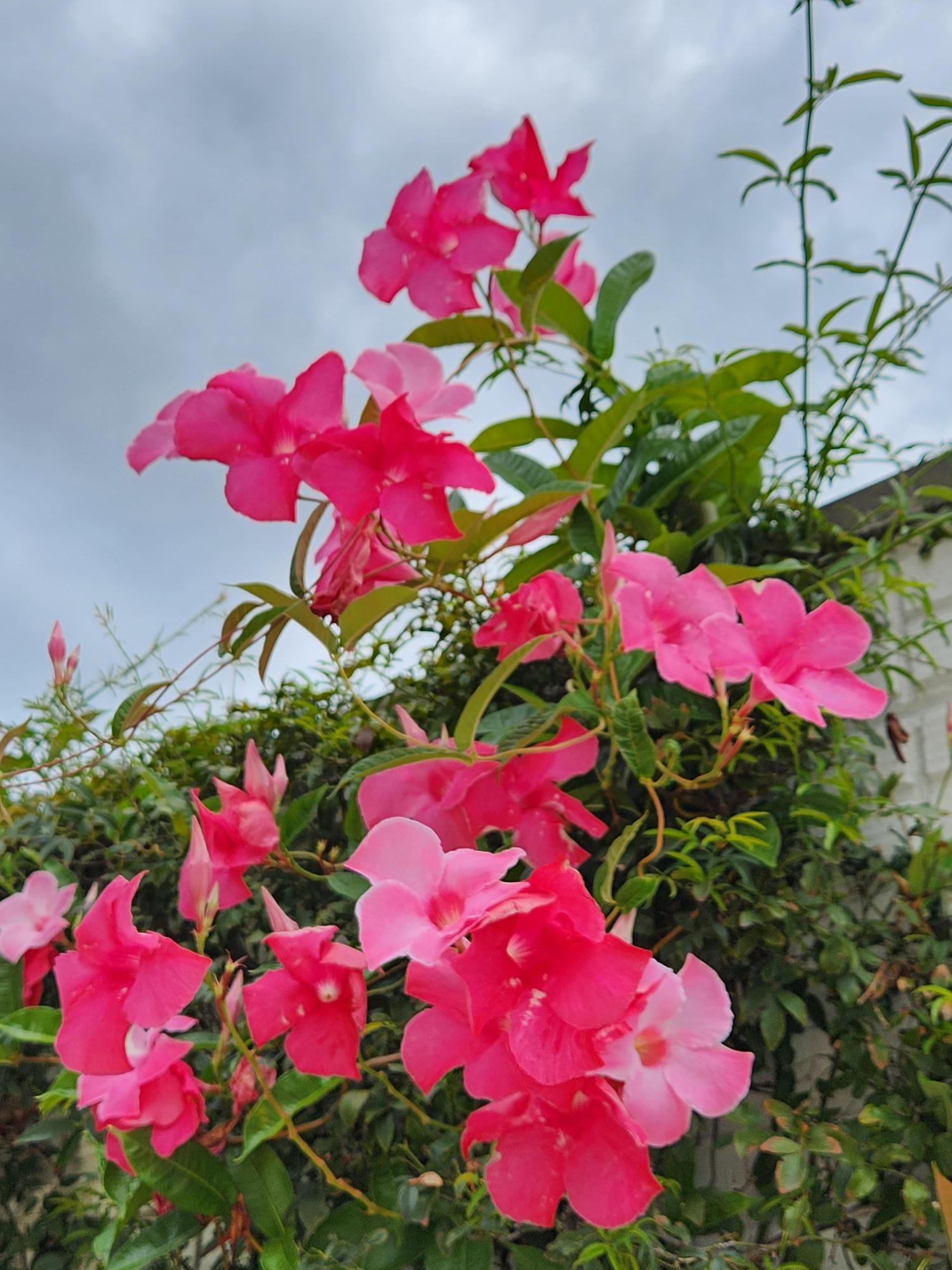 ピンク色に色付く満開の花の写真