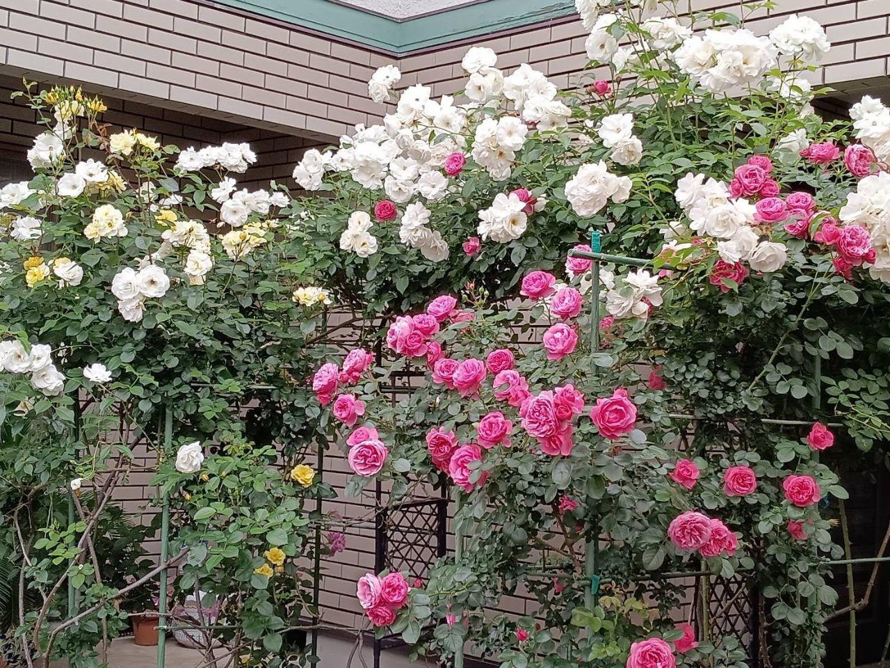 白色やピンク色のつる薔薇の写真