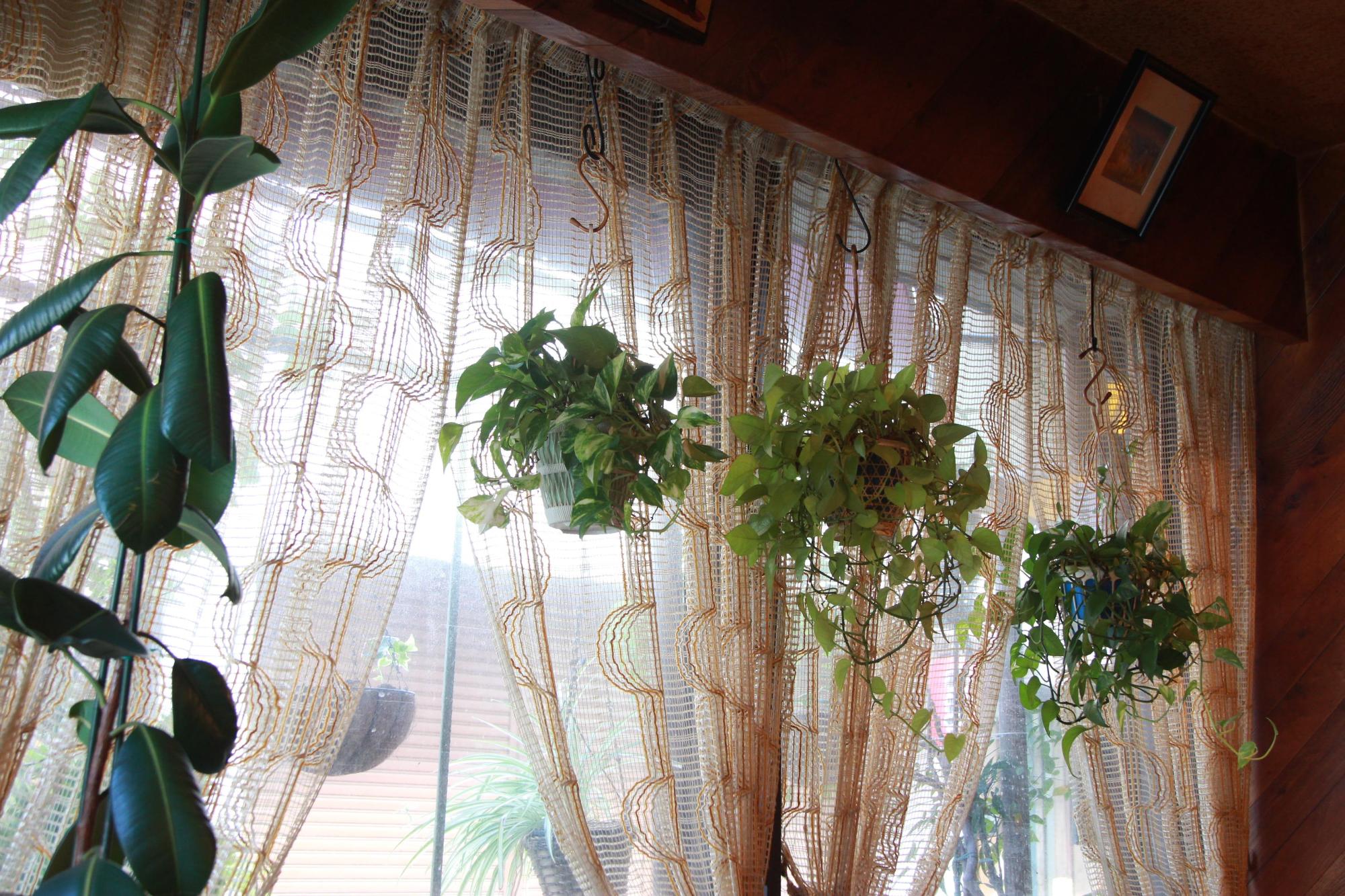 窓際に植物が釣り下がっている珈琲館チェリーの店内写真