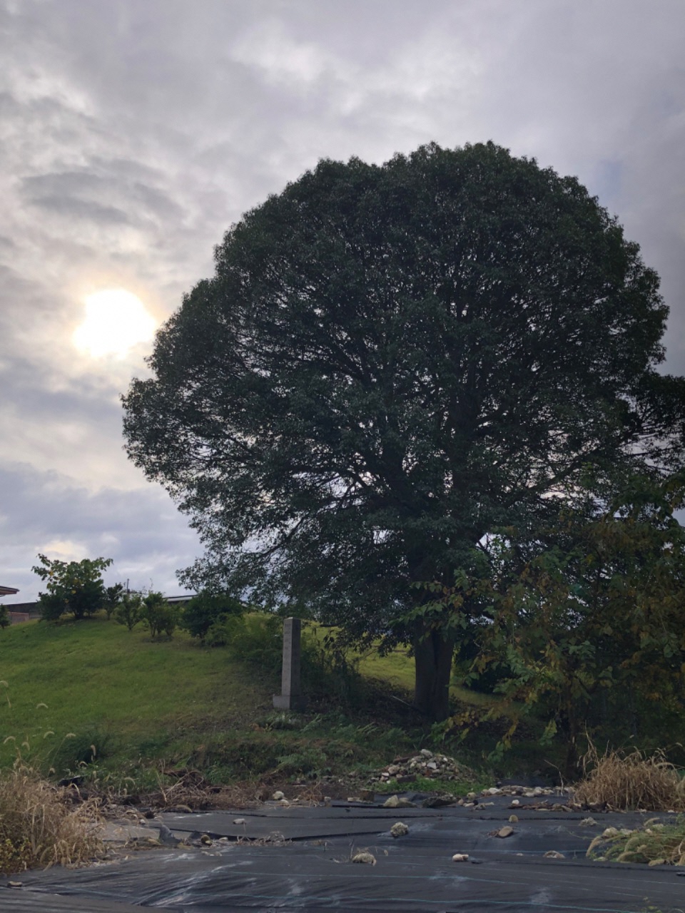 冬空の下大木がそびえたっている助太山古墳の写真