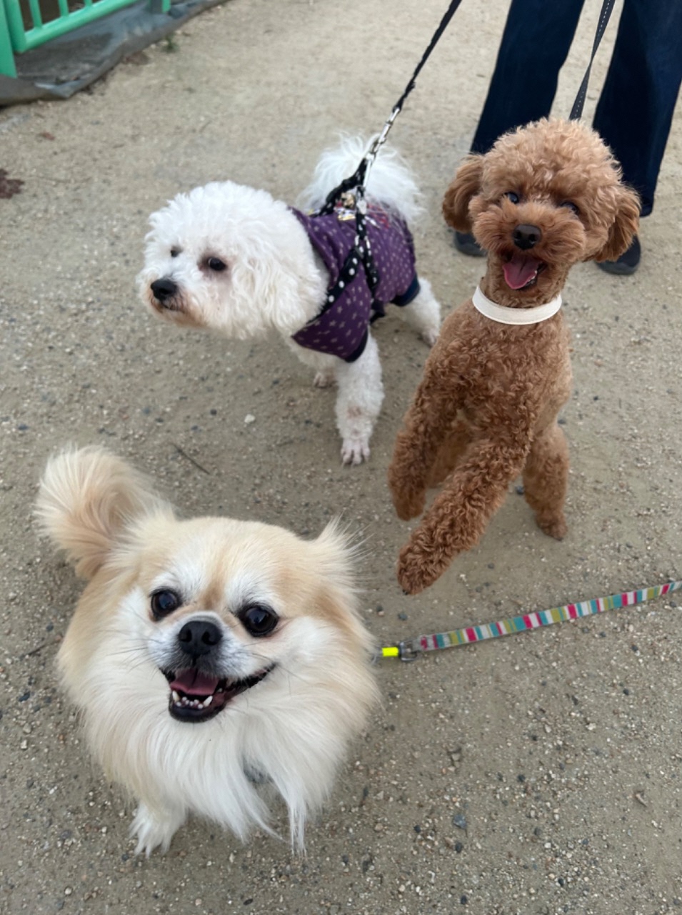 3匹の犬が公園にいる写真