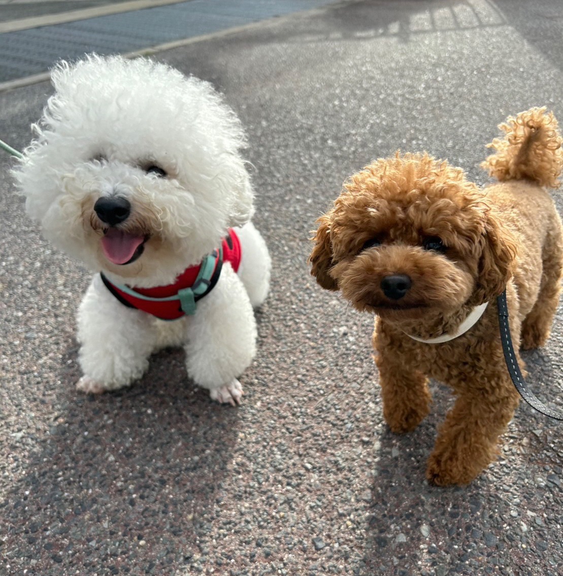 散歩中の二匹の犬の写真