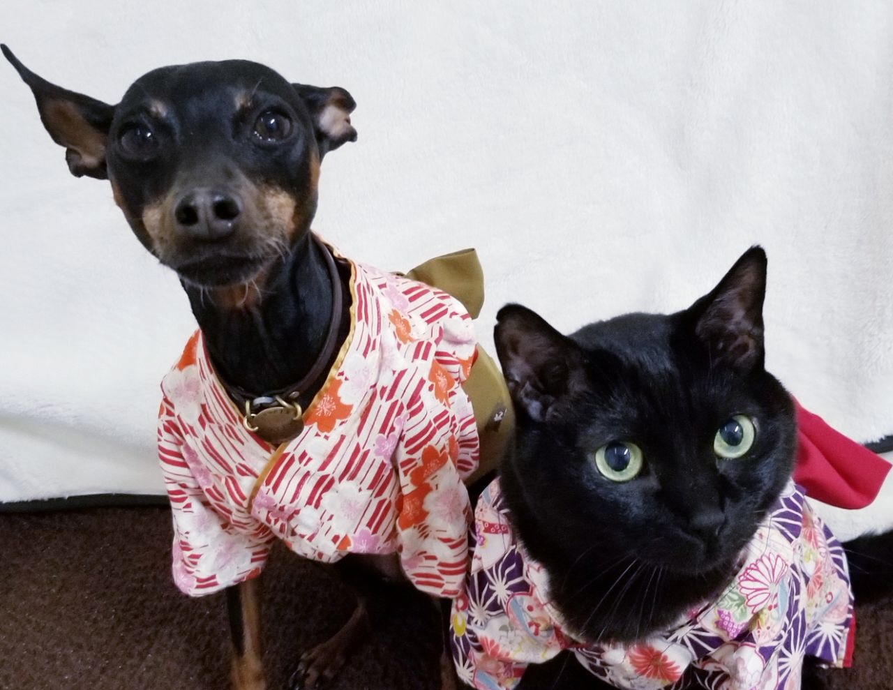 和服を着ている黒い犬と黒猫の写真