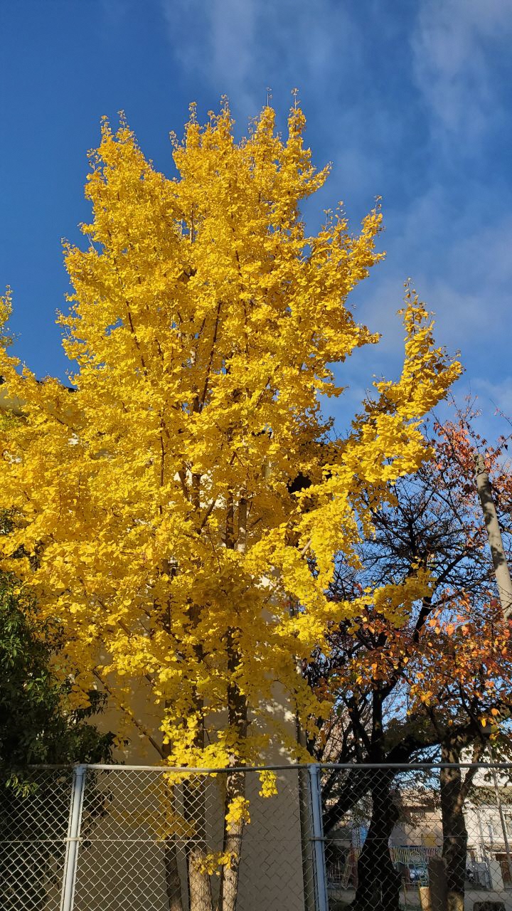 青空と黄色いイチョウの木のコントラストが鮮やかな写真