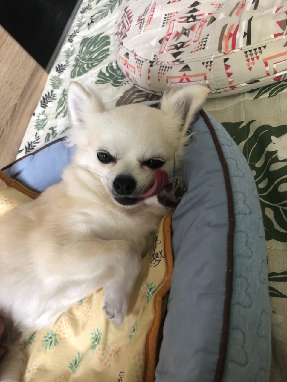 舌を出して布団に寝転んでいる犬の写真