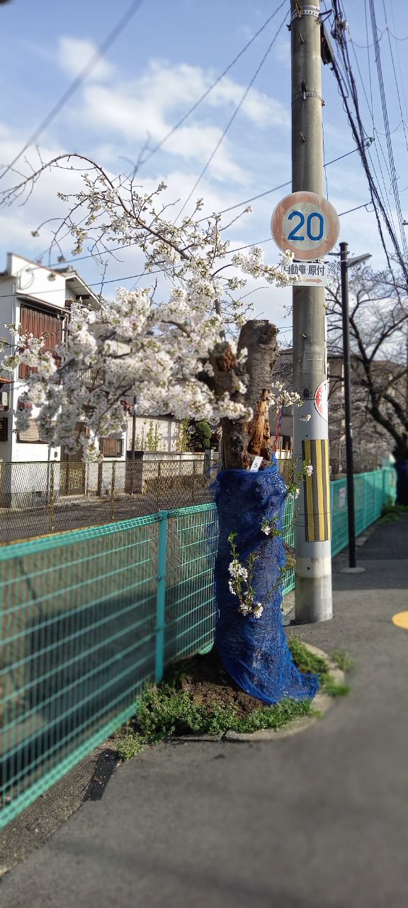 道路に咲く葉桜の写真
