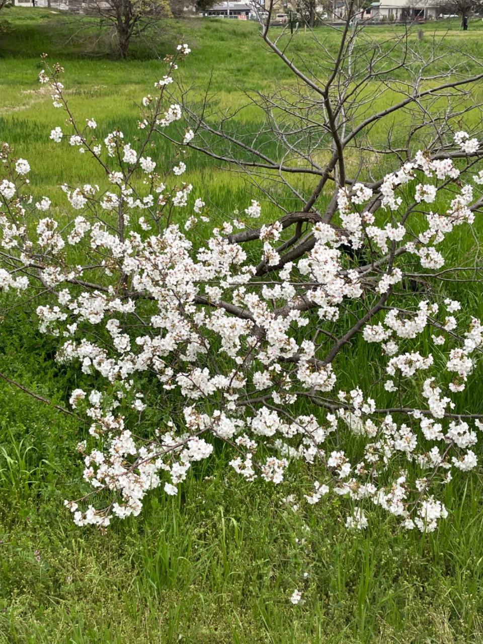 芝生から生える桜の写真