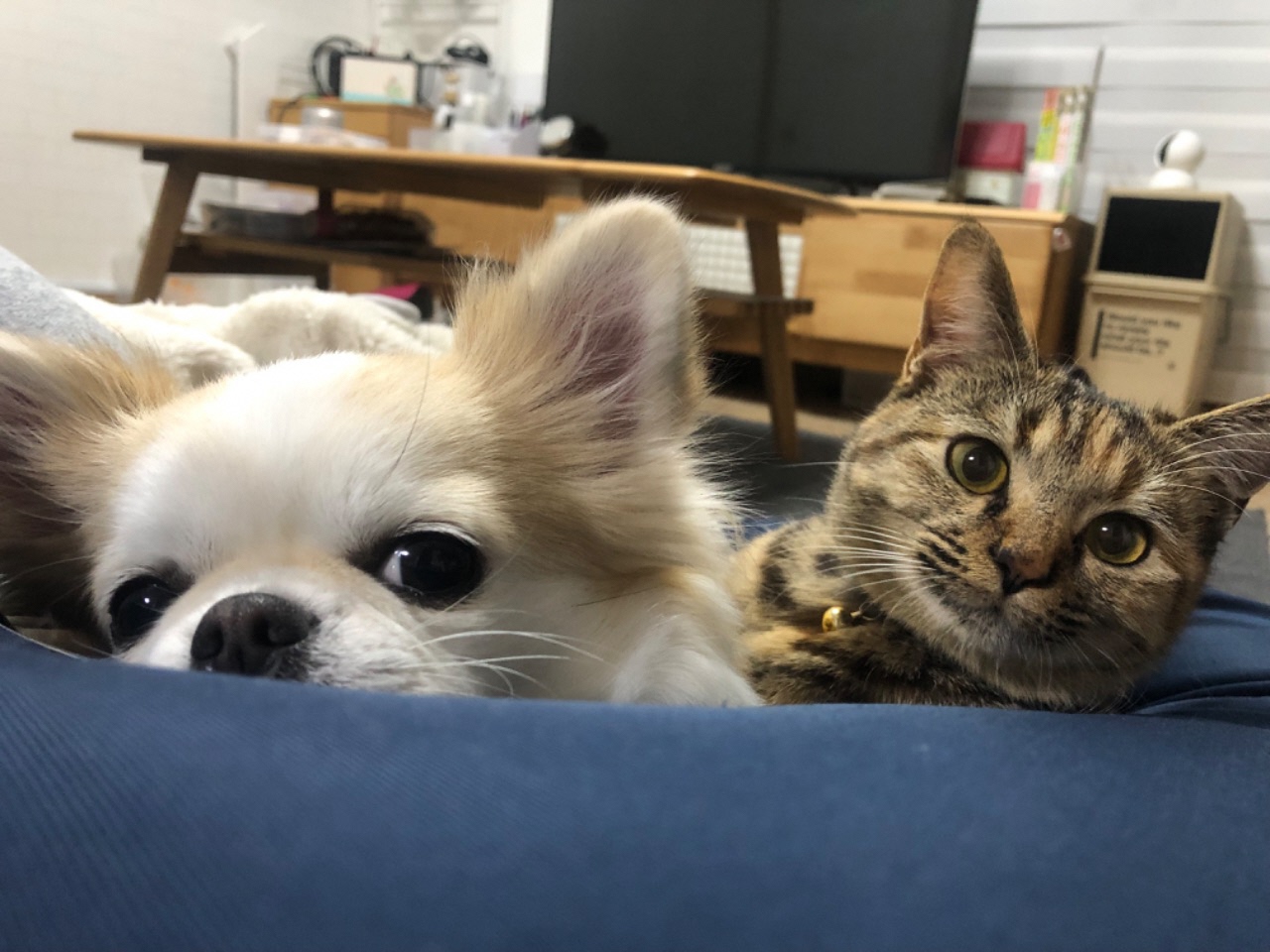 カメラを見つめる犬と猫の写真