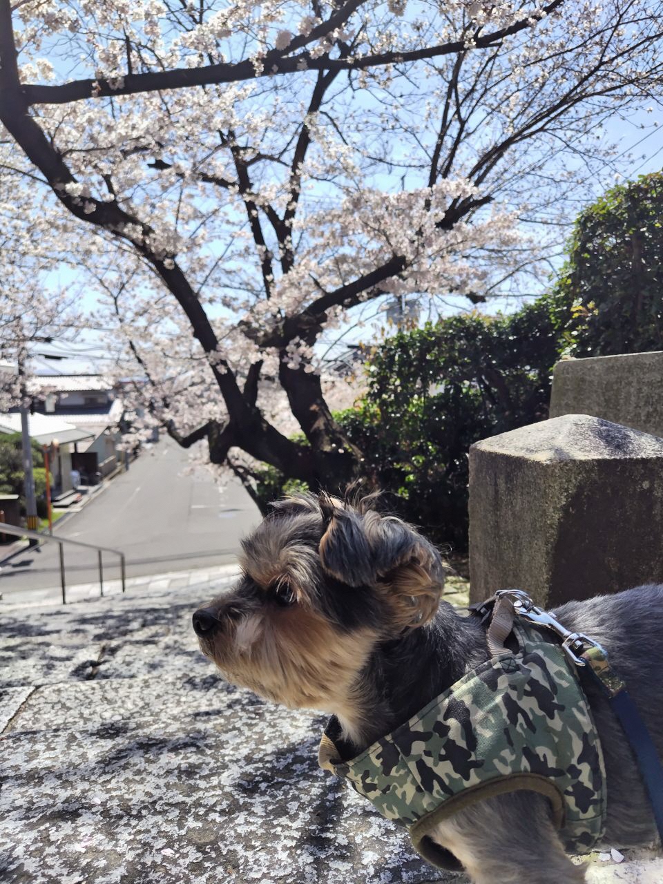 晴天の中桜の木の下にいる犬の写真