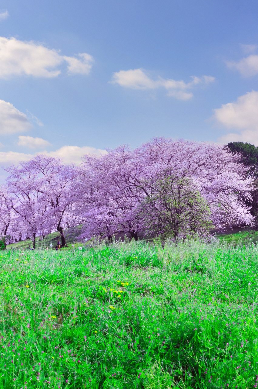 青い空、ピンク色の桜、緑の芝生が色鮮やかな写真