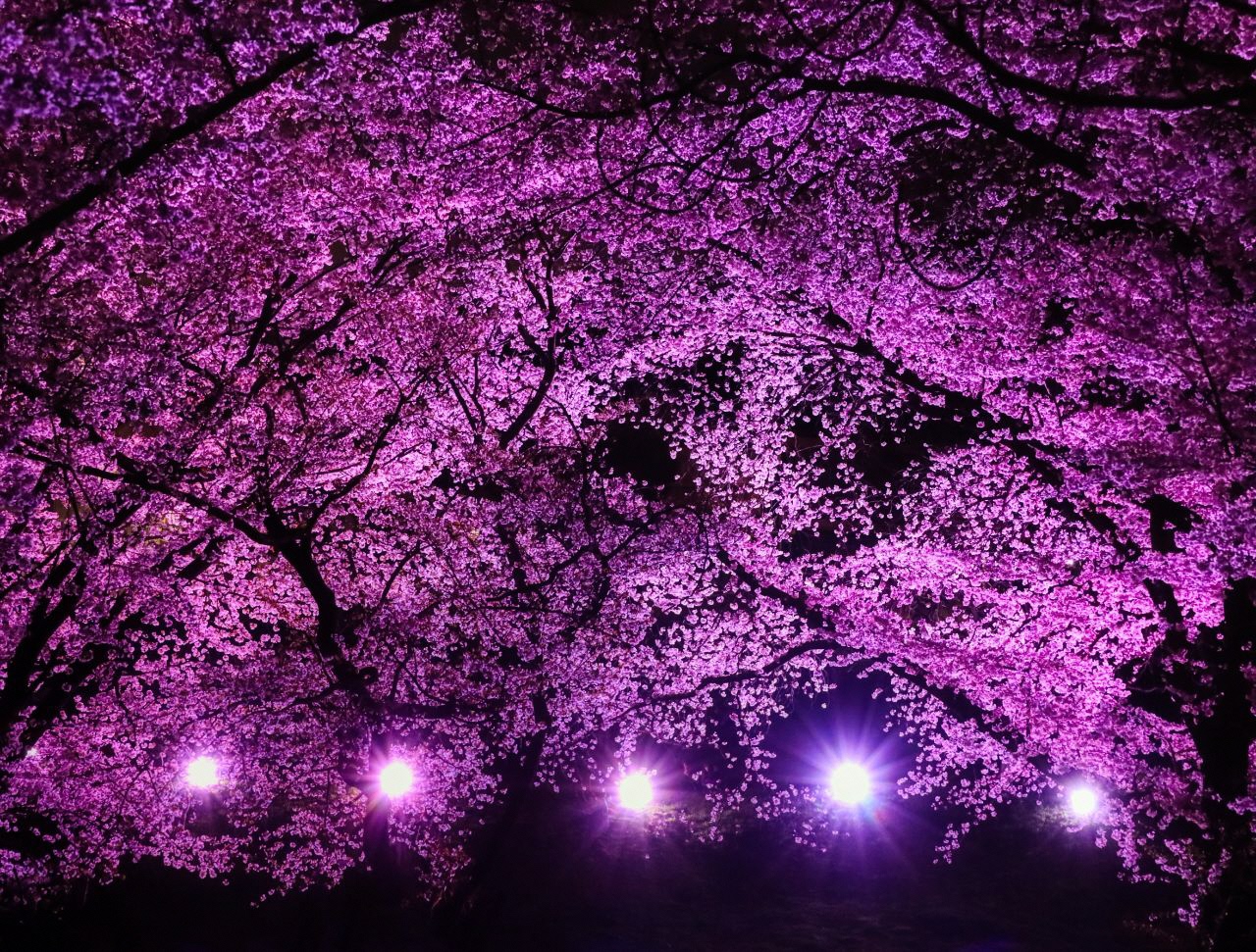 ピンク色にライトアップされた古室山の桜の写真