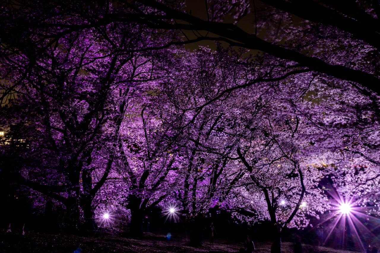ライトアップされた古室山の夜桜の写真