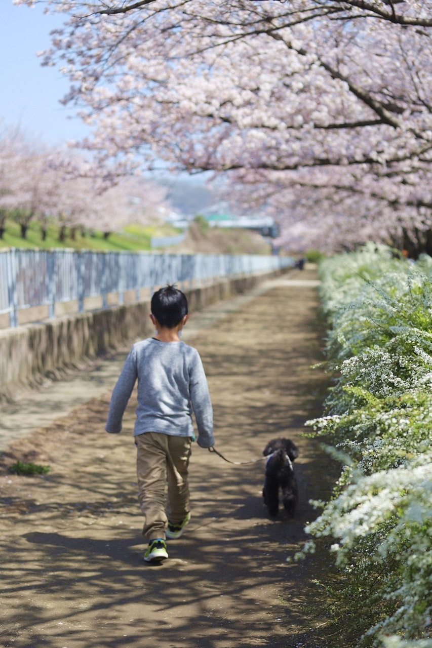 桜並木をお子さんと犬が散歩している写真