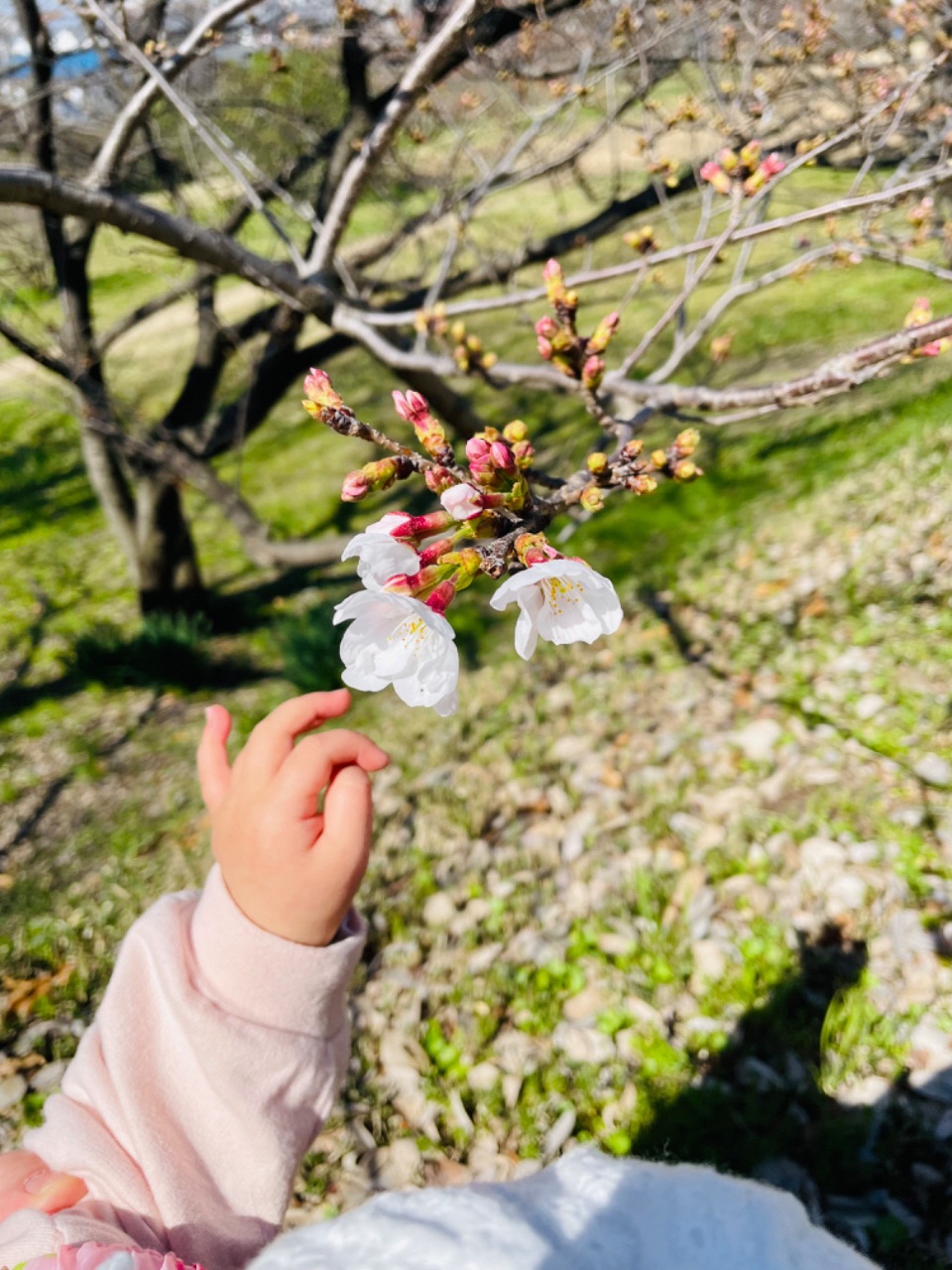 桜の花とお子さんの手の写真