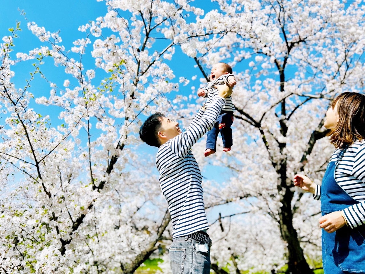 桜が咲いている中お子さんを抱き上げる親子3人の写真