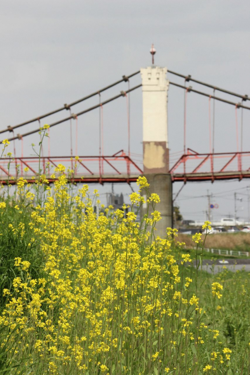 玉手橋を背景に石川沿いに咲く鮮やかな黄色い菜の花の写真