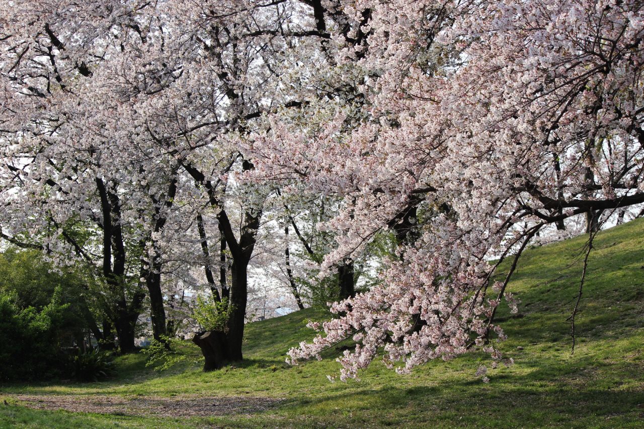 古室山古墳に咲き誇る満開の桜の写真