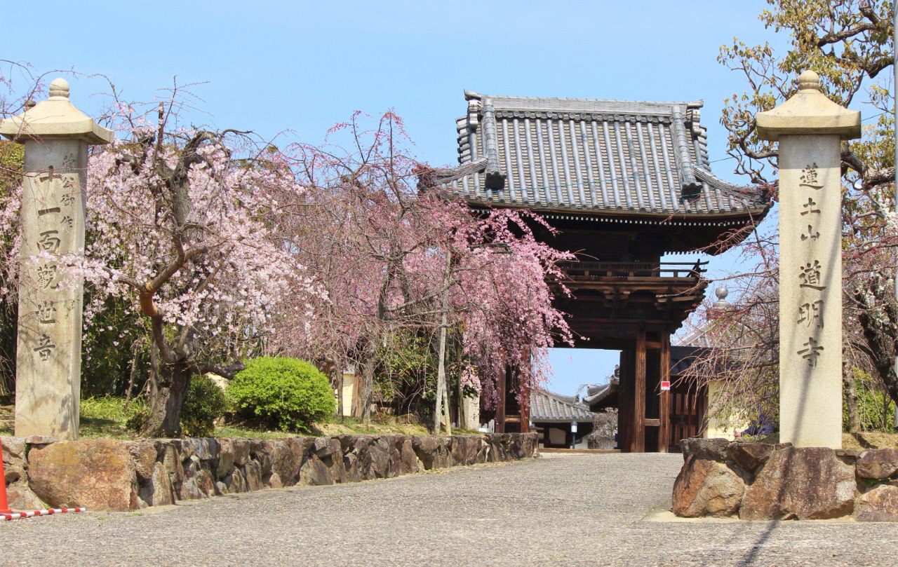 道明寺の門前に桜が咲いている写真