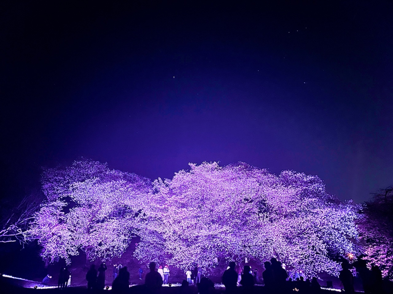 薄紫色にライトアップされた古室山の夜桜の写真