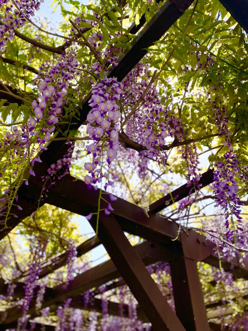 空の水色と木の緑と藤棚の薄紫が鮮やかな写真